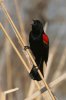 Red-winged-Blackbird-Sweetwater-11-0304-01.jpg