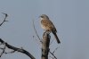 Sage-Sparrow-Buckeye-11-0225-06.jpg