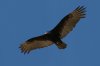 Turkey-Vulture-Buckeye-11-0225-02.jpg