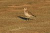 Mountain-Plover-Santa-Cruz-Flats-11-0225-13.jpg