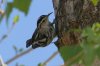 Black-and-White-Warbler-Sweetwater-11-0304-10.jpg