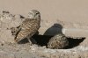 Burrowing-Owl-Santa-Cruz-Flats-11-0310-01.jpg