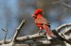 Northern-Cardinal-Arivaca-Cienega-11-0403-01.jpg