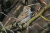 Rufous-winged-Sparrow-Continental-11-0323-08.jpg