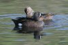 Blue-winged-Teal-Sweetwater-11-0402-02.jpg