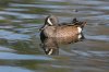 Blue-winged-Teal-Sweetwater-11-0402-04.jpg