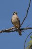 American-Kestrel-Ft-Lowell-Park-11-0326-03.jpg