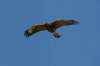 Harriss-Hawk-Ft-Lowell-Park-11-0326-02.jpg