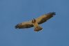 Swainsons-Hawk-Arivaca-Cienega-11-0403-06.jpg