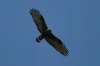 Zone-tailed-Hawk-Tubac-11-0320-01.jpg