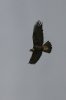 Golden-Eagle-I-19-11-0320-12.jpg