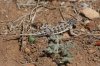 Elegant-Earless-Lizard-Arivaca-Cienega-11-0403-04.jpg