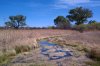 Arivaca-Cienega-11-0403-03.jpg