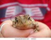 stock-photo-child-holding-toad-436547.jpg