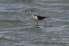 Black-necked-Stilt-Sunsites-11-0408-01.jpg