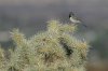 Black-throated-Sparrow-Continental-11-0405-04.jpg