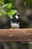 Acorn-Woodpecker-Madera-Canyon-11-0407-01.jpg