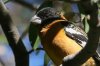 Black-headed-Grosbeak-Madera-Canyon-11-0407-03.jpg