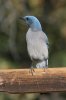 Mexican-Jay-Madera-Canyon-11-0407-01.jpg