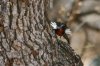 Painted-Redstart-Florida-Canyon-11-0405-01.jpg