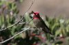 Annas-Hummingbird-Cochise-Stronghold-11-0408-02.jpg