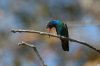 Broad-billed-Hummingbird-Madera-Canyon-11-0405-01.jpg