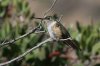 Broad-tailed-Hummingbird-Cochise-Stronghold-11-0408-03.jpg