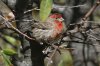 House-Finch-Cochise-Stronghold-11-0408-02.jpg