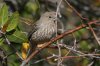 House-Finch-Cochise-Stronghold-11-0408-03.jpg