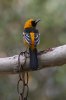 Hooded-Oriole-Madera-Canyon-11-0405-02.jpg