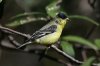 Lesser-Goldfinch-Madera-Canyon-11-0407-01.jpg