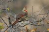 Northern-Cardinal-Cochise-Stronghold-11-0408-01.jpg