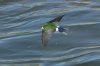 Violet-green-Swallow-Santa-Cruz-River-11-0410-08.jpg