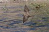 Northern-Rough-winged-Swallow-Santa-Cruz-River-11-0410-04.jpg