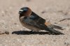 Cliff-Swallow-Santa-Cruz-River-11-0410-28.jpg