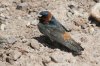 Cliff-Swallow-Santa-Cruz-River-11-0410-21.jpg