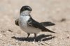 Tree-Swallow-Santa-Cruz-River-11-0410-98.jpg