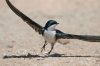 Tree-Swallow-Santa-Cruz-River-11-0410-88.jpg