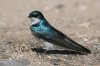 Tree-Swallow-Santa-Cruz-River-11-0410-142.jpg