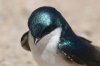 Tree-Swallow-Santa-Cruz-River-11-0410-122.jpg