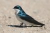 Tree-Swallow-Santa-Cruz-River-11-0410-104.jpg