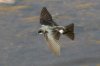 Tree-Swallow-Santa-Cruz-River-11-0410-68.jpg