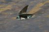 Tree-Swallow-Santa-Cruz-River-11-0410-66.jpg