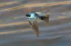 Tree-Swallow-Santa-Cruz-River-11-0410-65.jpg