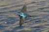 Tree-Swallow-Santa-Cruz-River-11-0410-60.jpg