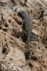 Ornate-Tree-Lizard-Fossil-Creek-11-0416-03.jpg