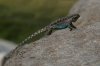 Ornate-Tree-Lizard-Fossil-Creek-11-0416-08.jpg