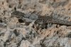 Ornate-Tree-Lizard-Fossil-Creek-11-0416-05.jpg