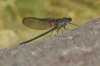 Canyon-Rubyspot-Fossil-Creek-11-0416-09.jpg