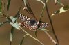 Variable-Checkerspot-Fossil-Creek-11-0416-01.jpg